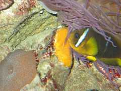 amphiprion bicinctus